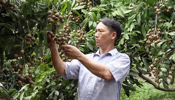 Vượt khó, làm giàu từ trồng cây ăn quả